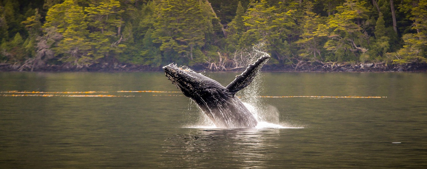 Patagonia Chile @Experiencias WHALEWATCHING