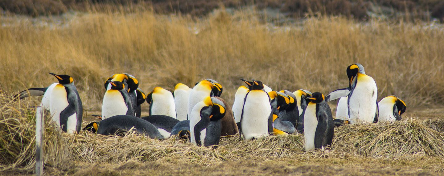 Patagonia Chile @Experiencias Pingüino Rey Park
