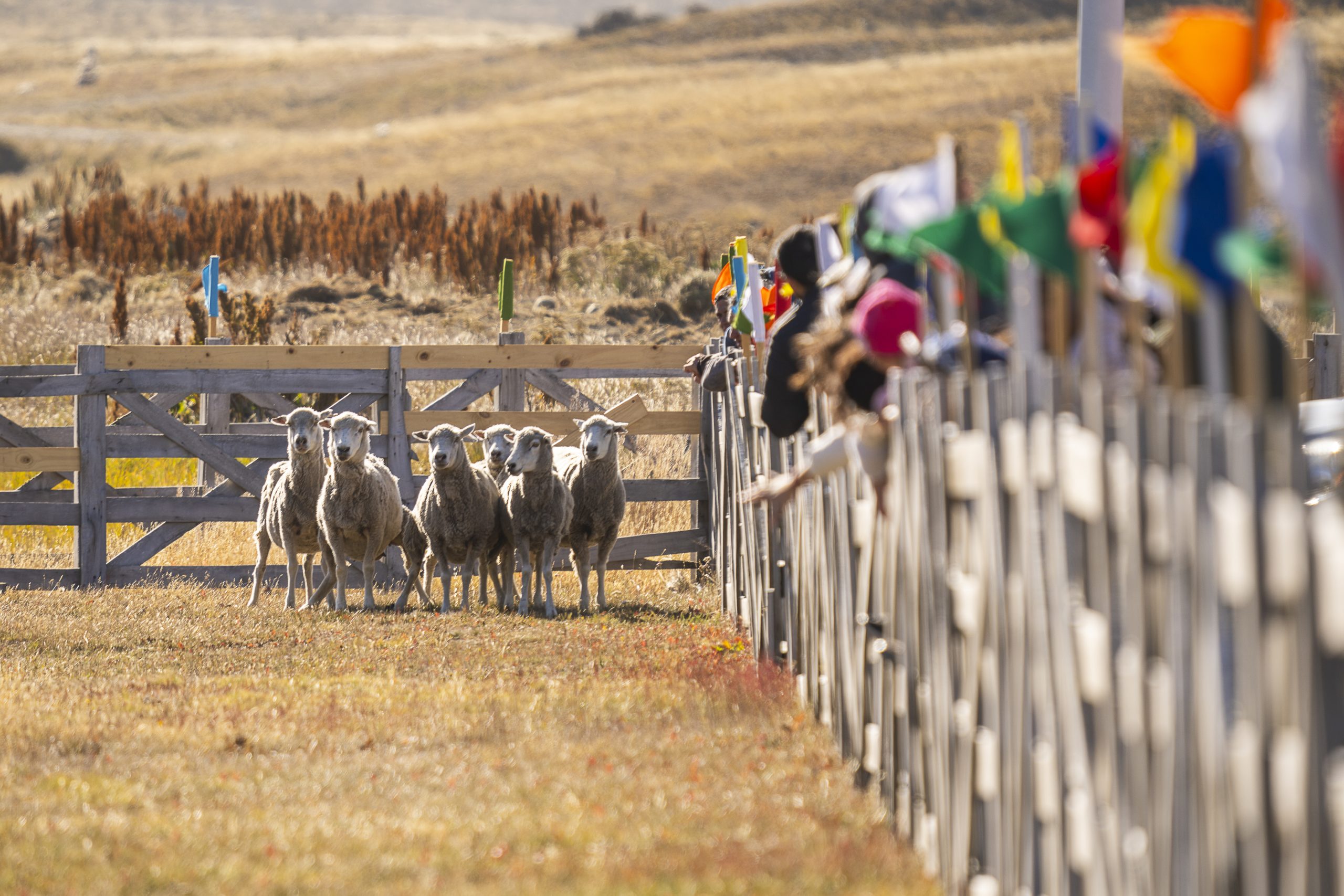 Patagonia Chile blog XXVI Fiesta Campesina del Ovejero 2026 – Cerro Sombrero (Primavera) – Febrero/marzo 2026