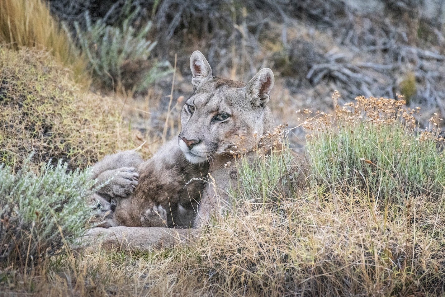 Patagonia Chile blog RUPESTRE: La Reina de Torres del Paine